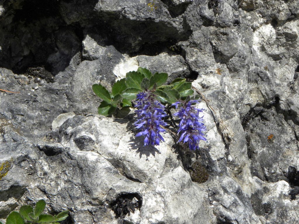 Paederota bonarota (Plantaginaceae)